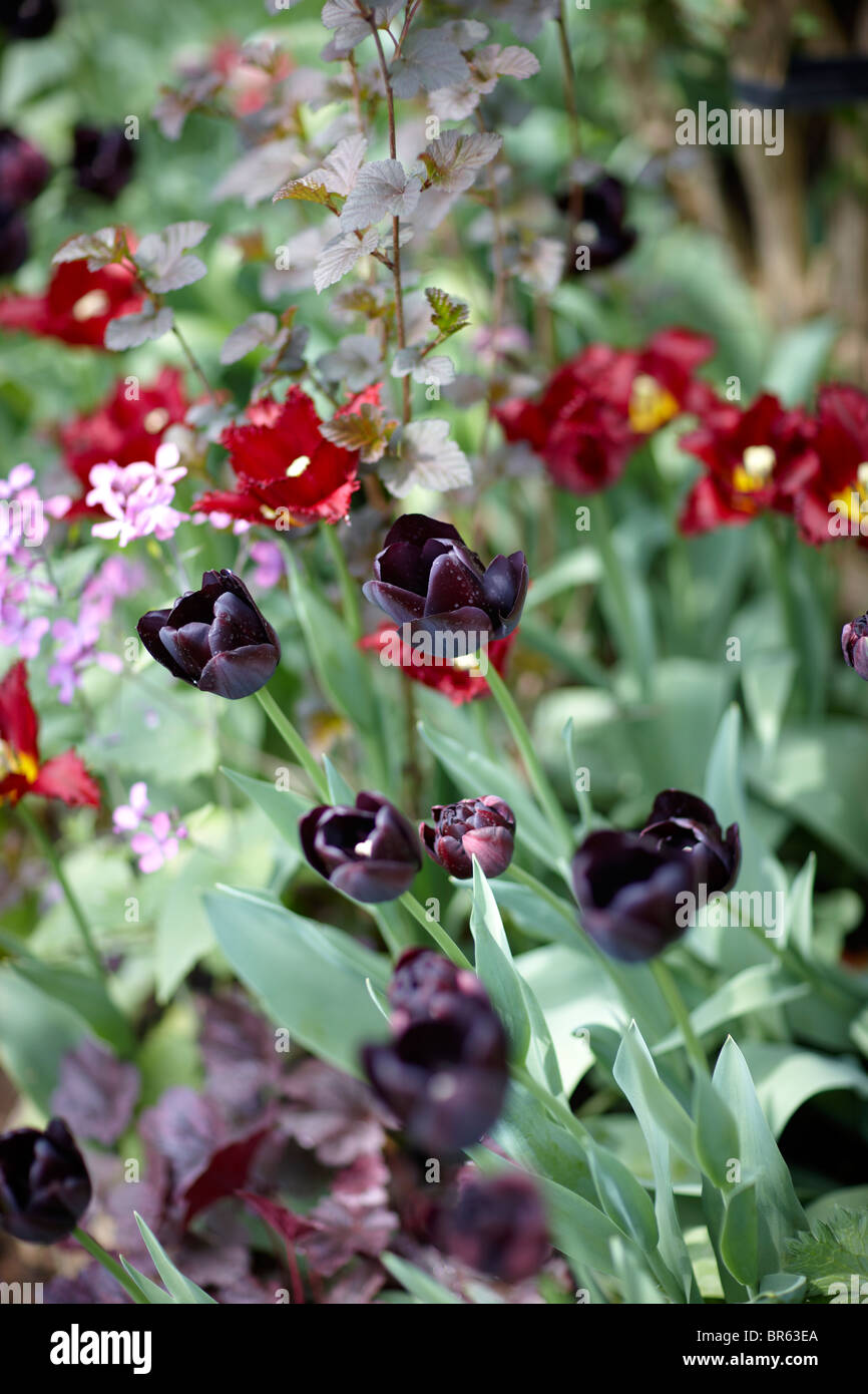 Fiore di primavera di confine tulipani scuro rosso Foto Stock