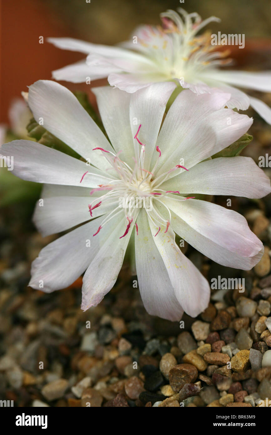 Bitter-Root sabbia rosa, Lewisia rediviva, Portulacaceae. Aka radice amara, Bitterroot, Oregon Bitter-Root, Oregon Bitteroot. Foto Stock