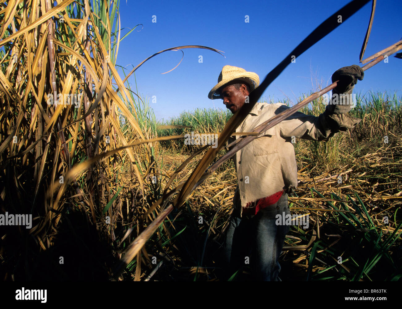 Il lavoratore taglia la canna da zucchero nella Valle de los Ingenios Cuba Foto Stock