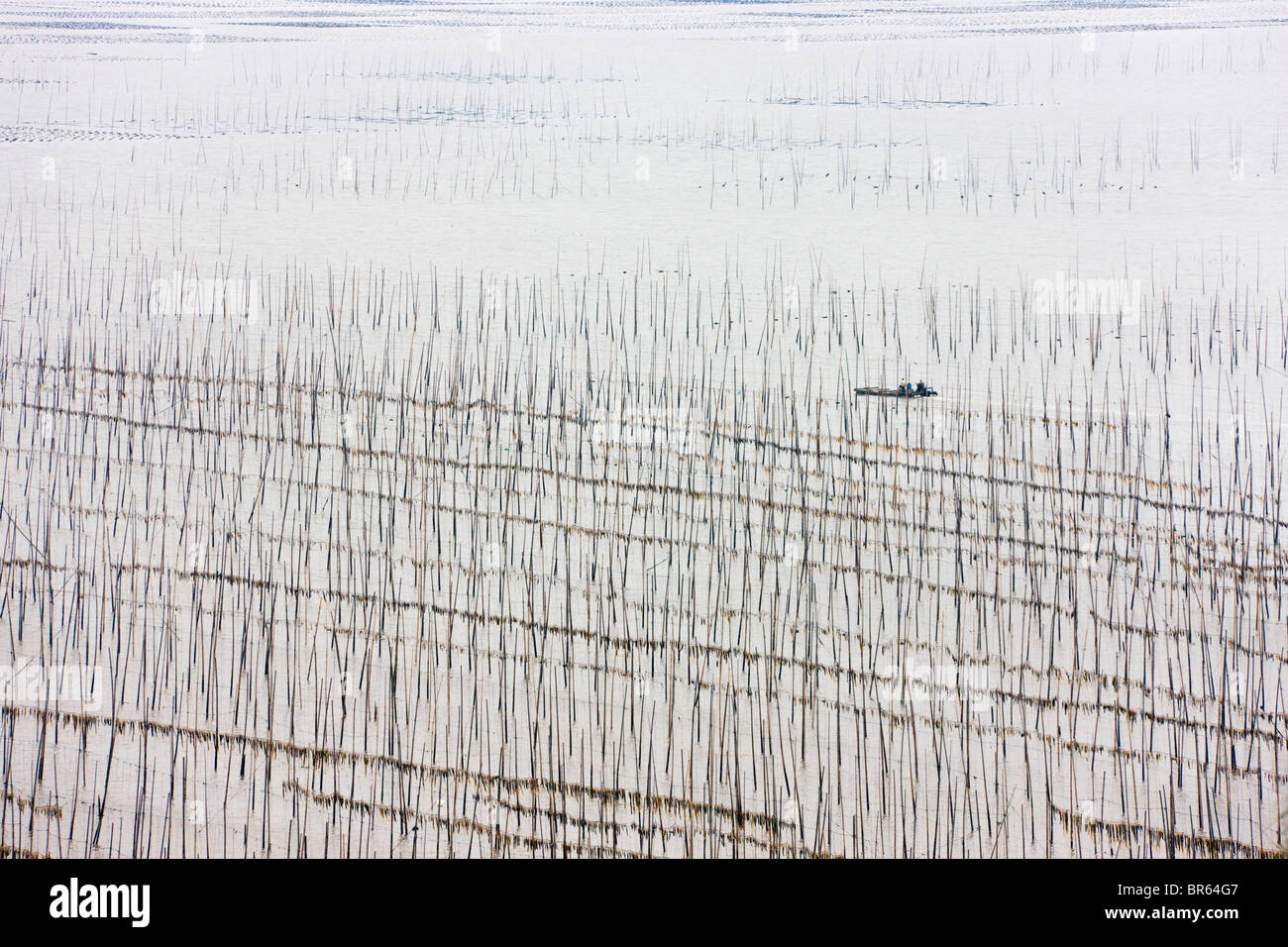 La pesca in barca a vela attraverso canne di bambù per essiccare le alghe, il Mar della Cina orientale, Xiapu, Fujian, Cina Foto Stock