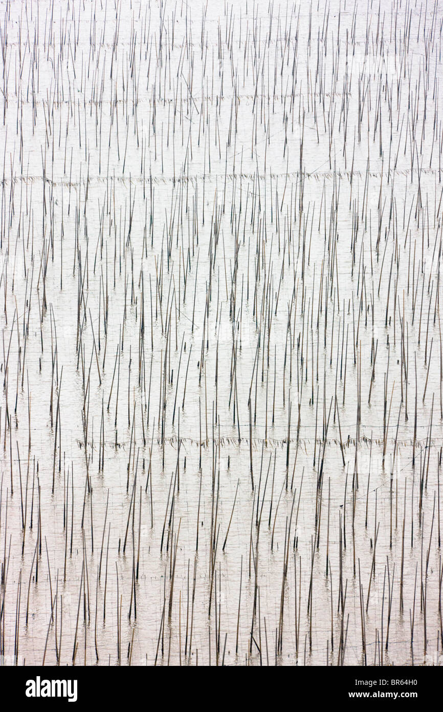 Canne di bambù per essiccare le alghe, il Mar della Cina orientale, Xiapu, Fujian, Cina Foto Stock