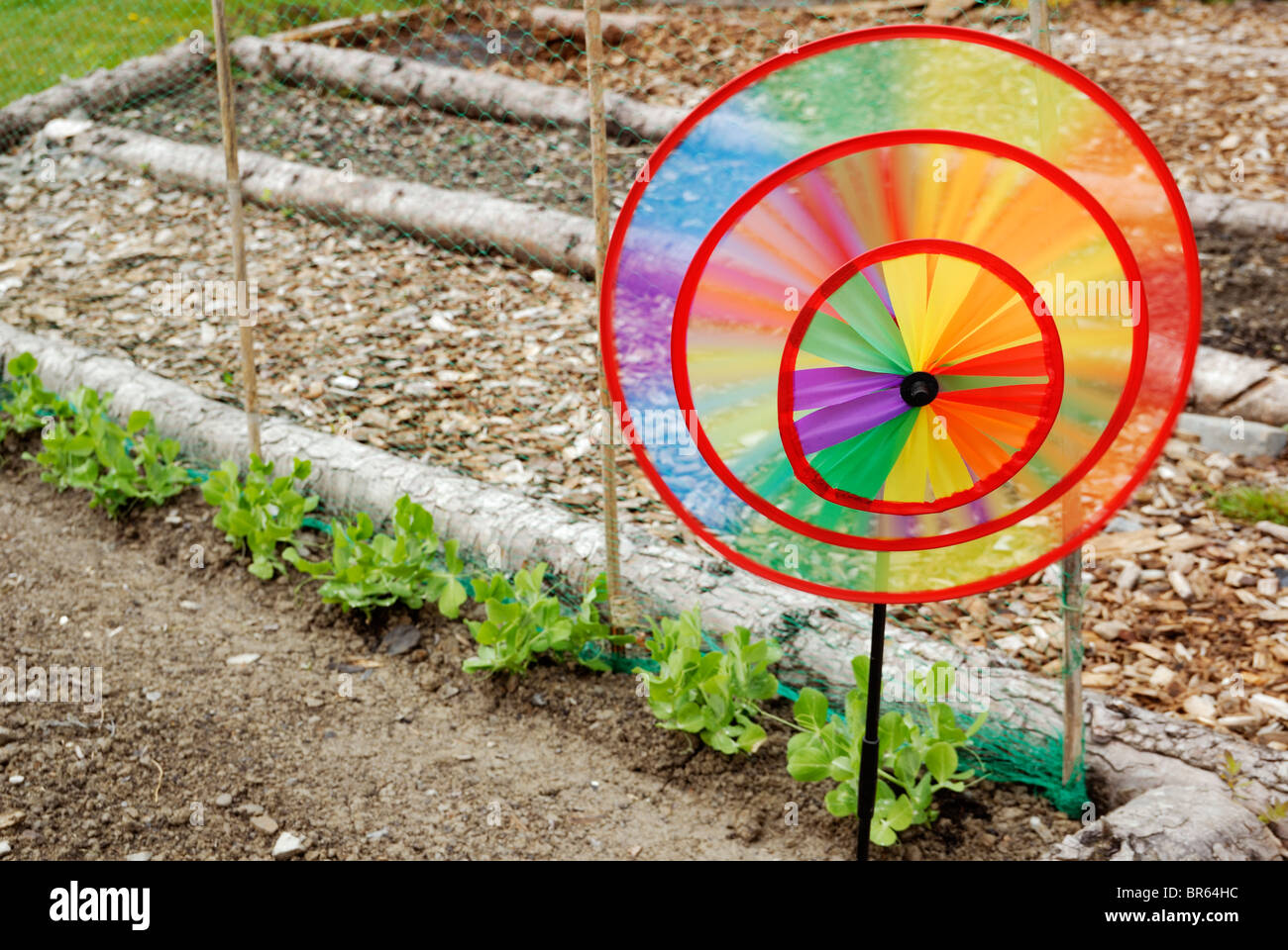 Colorata girandola di filatura da deterrente per gli uccelli da giovani piante di pisello. Foto Stock