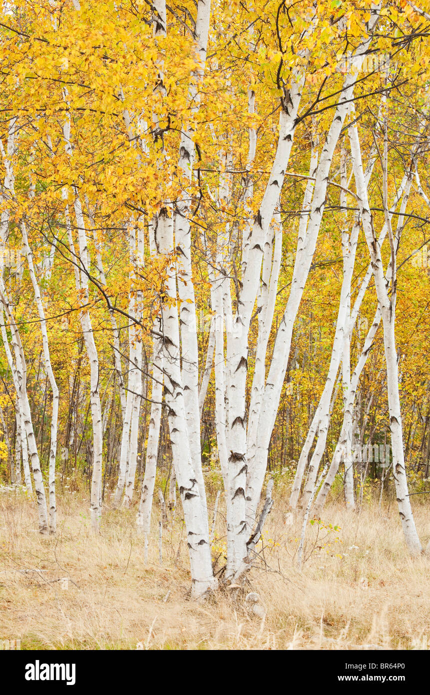 Di betulle in autunno, Sudbury, Ontario, Canada. Foto Stock