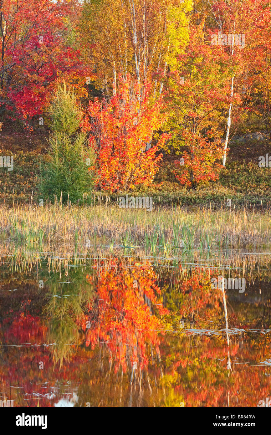Autunno riflessioni, vivace, Ontario, Canada. Foto Stock