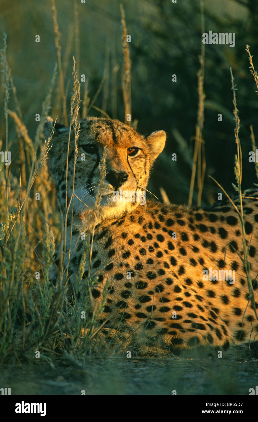 Ghepardo Acinonyx jubatus appoggio di erba in Sud Africa Foto Stock