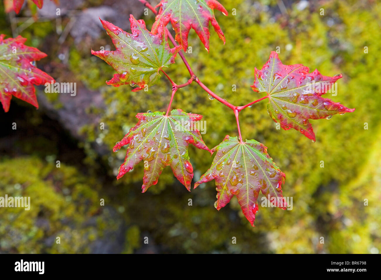 Rosso-vite a punta di foglie di acero su McKenzie Scenic Byway in Oregon Cascades, vicino alle Sorelle Oregonh. Foto Stock