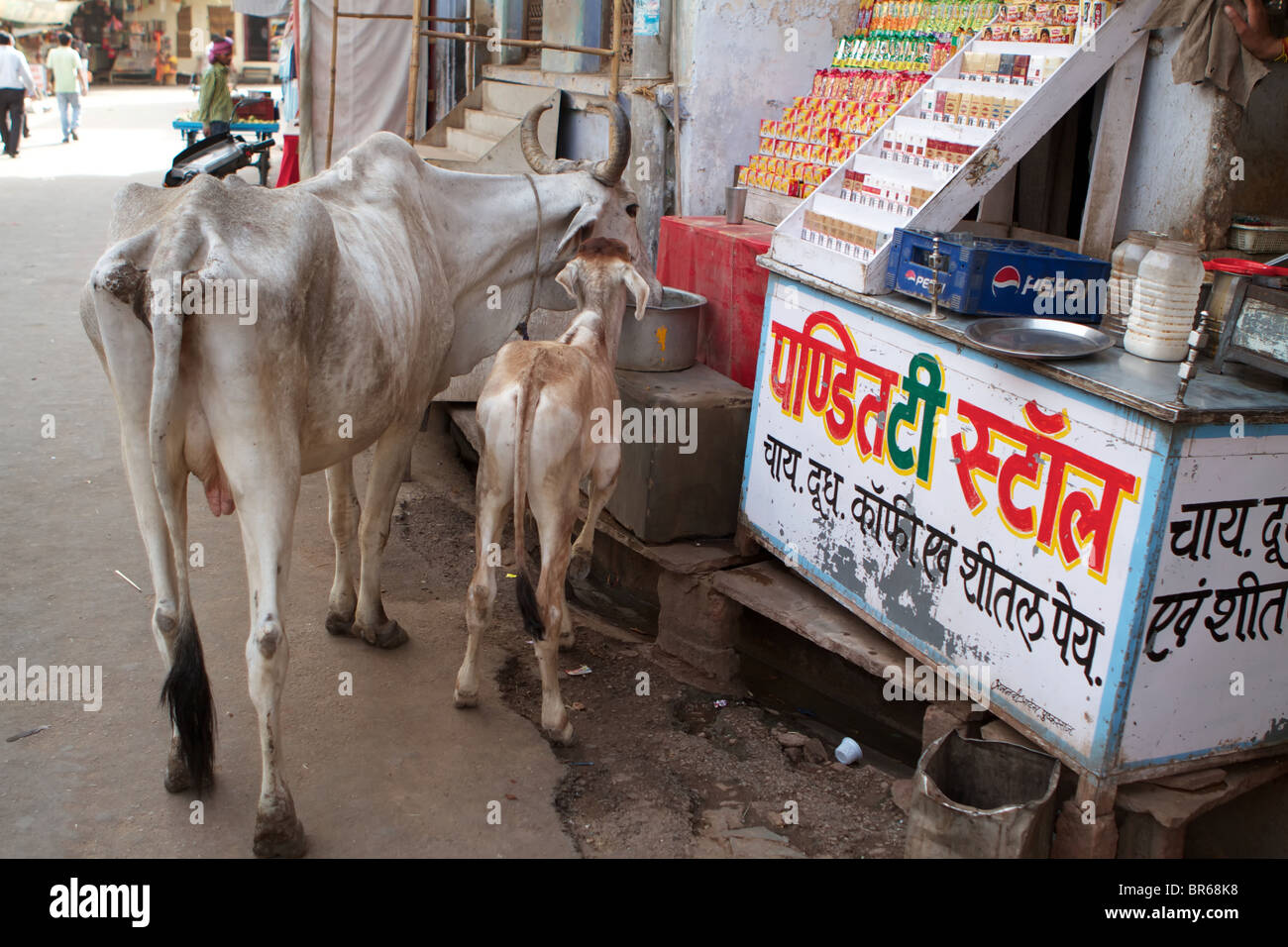 Vacca e vitello di bere in un negozio street Foto Stock