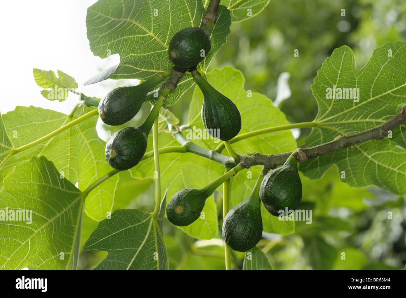 Frutto immaturo su un albero di fico in estate Foto Stock