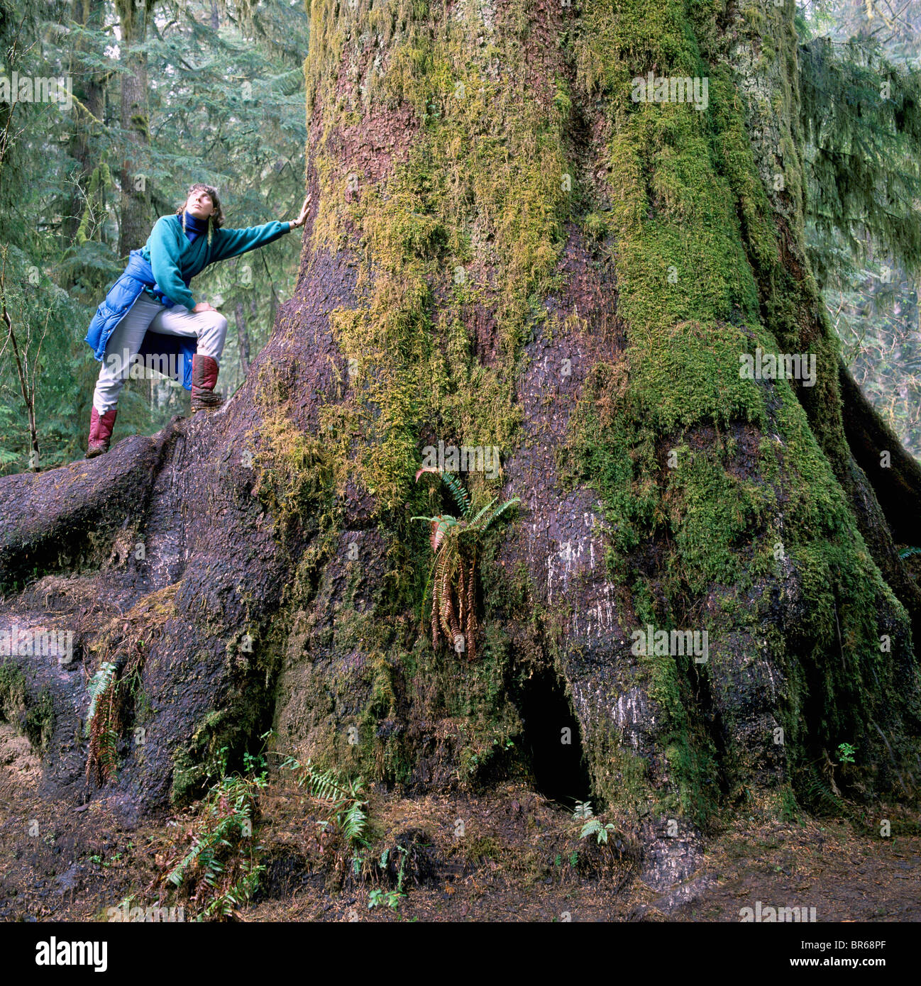 Carmanah Walbran Parco Provinciale, Isola di Vancouver, BC, British Columbia, Canada - Giant Sitka Spruce Tree (Picea sitchensis) Foto Stock