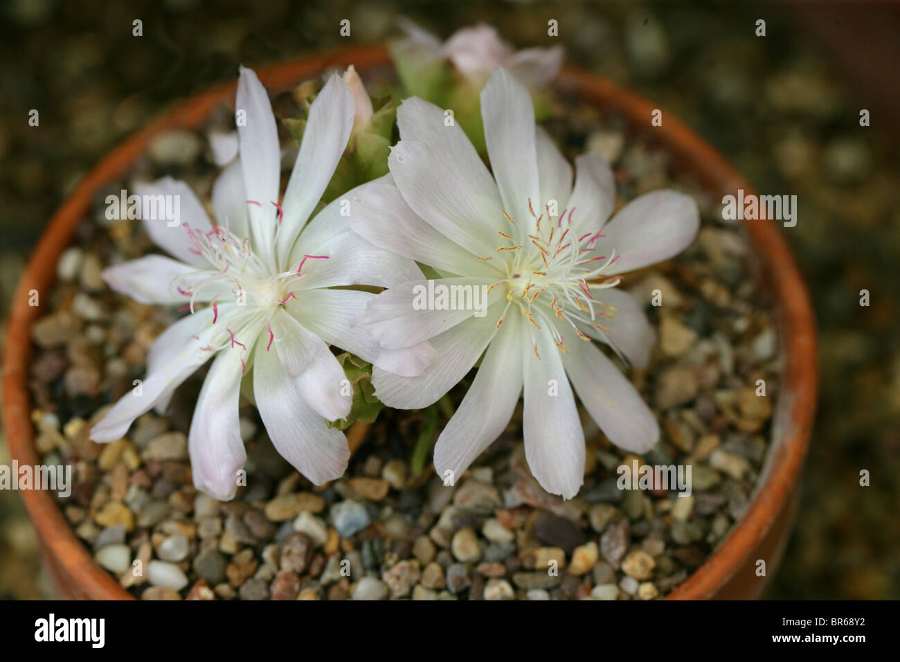 Bitter-Root sabbia rosa, Lewisia rediviva, Portulacaceae. Aka radice amara, Bitterroot, Oregon Bitter-Root, Oregon Bitteroot. Foto Stock