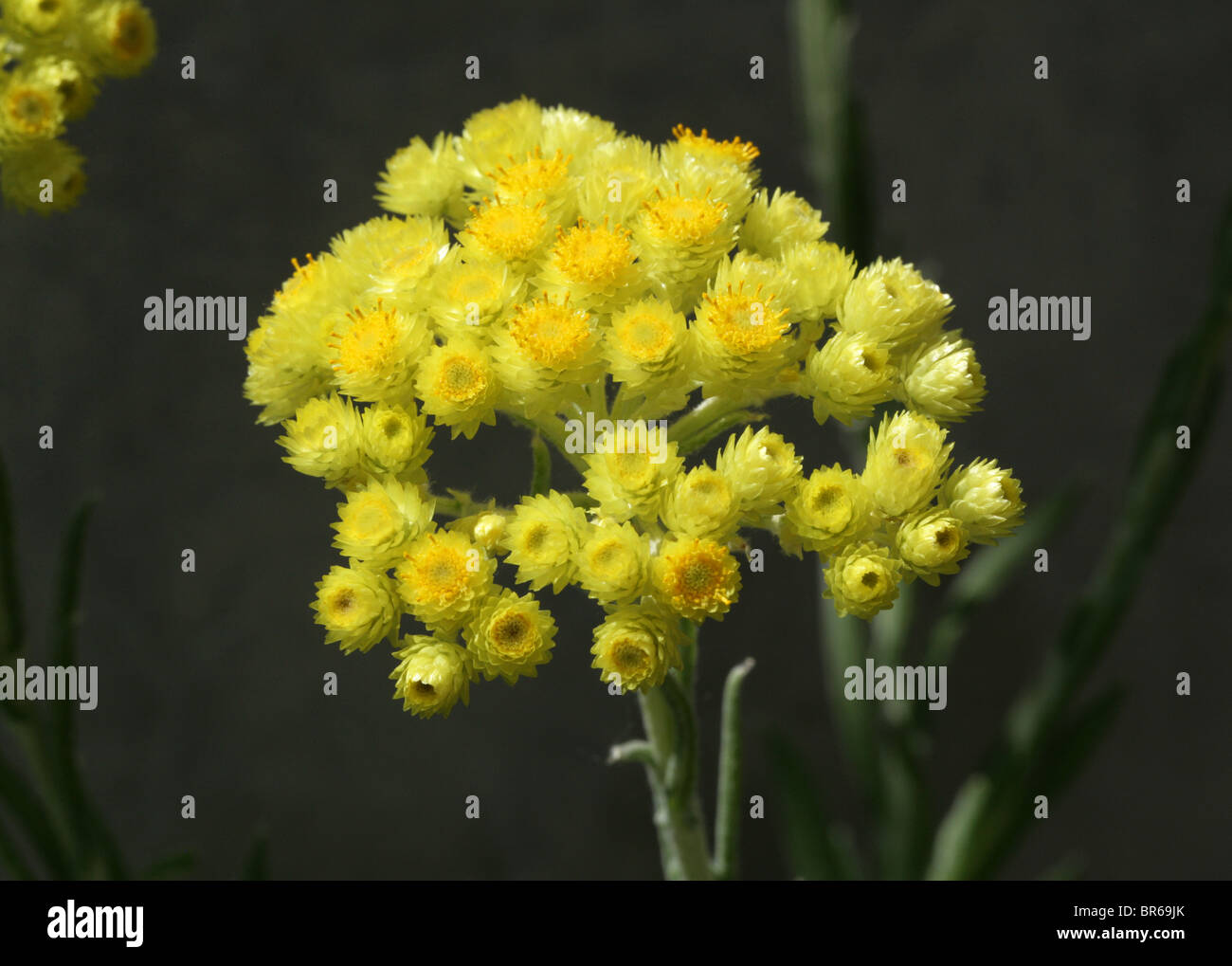 Uvularia o fiore perenne, Elicriso orientale, Asteraceae (Compositae), Sud Est Europa Foto Stock