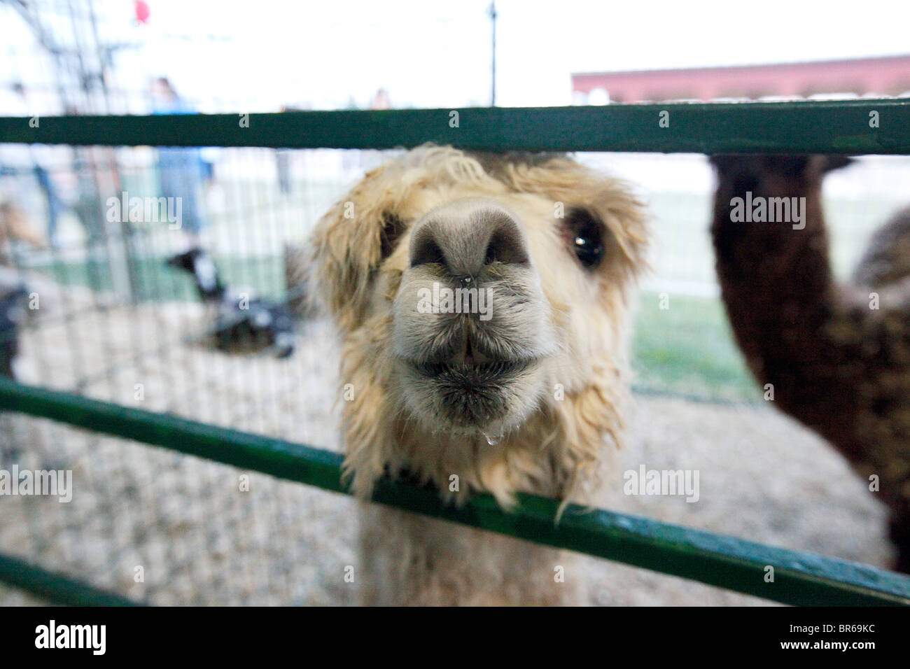 Un alpaca ha salutato i visitatori del Woody di serraglio tenda durante il SEMO Fiera District Mercoledì, Settembre 15, 2010. Foto Stock