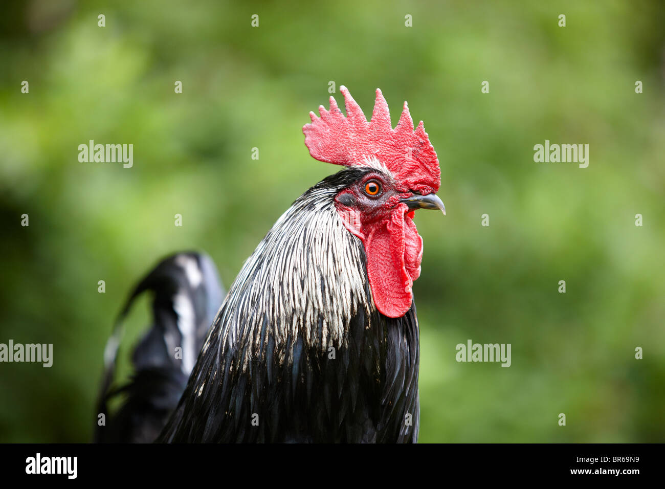 Pollo cockerel colpo di testa chiuso Foto Stock
