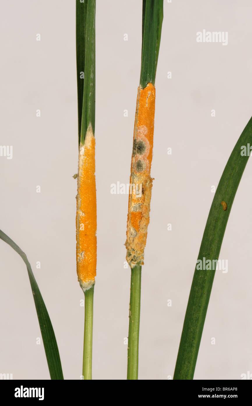 Giallo arancione strozzatura (Epichloe typhina) collari sull erba selvatica di nodi foglia Foto Stock