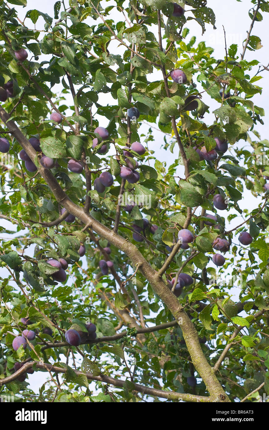 Albero di prugna con nutriente susine pronte per il raccolto Foto Stock