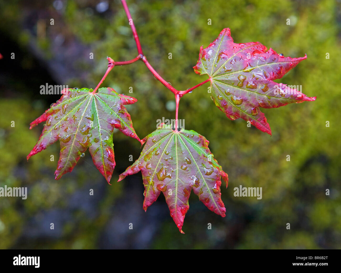 Vite foglie di acero in Settembre dopo una tempesta di pioggia in Oregon Cascades Foto Stock