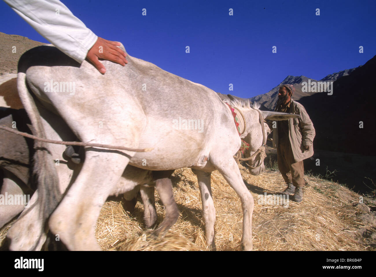 Agricoltore trebbia il grano con un asino Panjshir Valley in Afghanistan Foto Stock