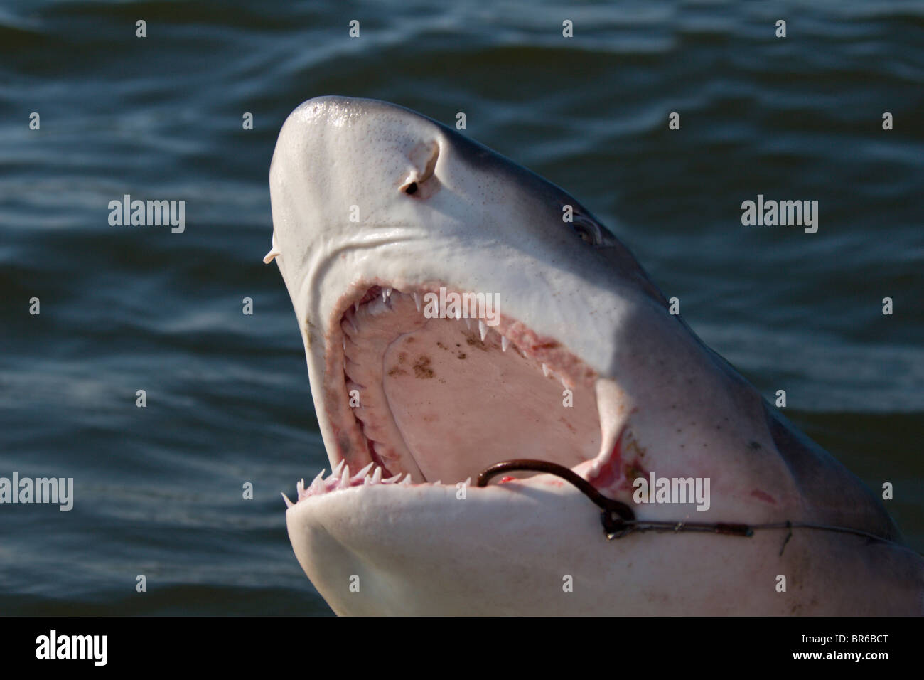 Close-up di bocca di uno squalo limone con il gancio affondato nella sua ganascia come superfici dal Golfo del Messico Foto Stock