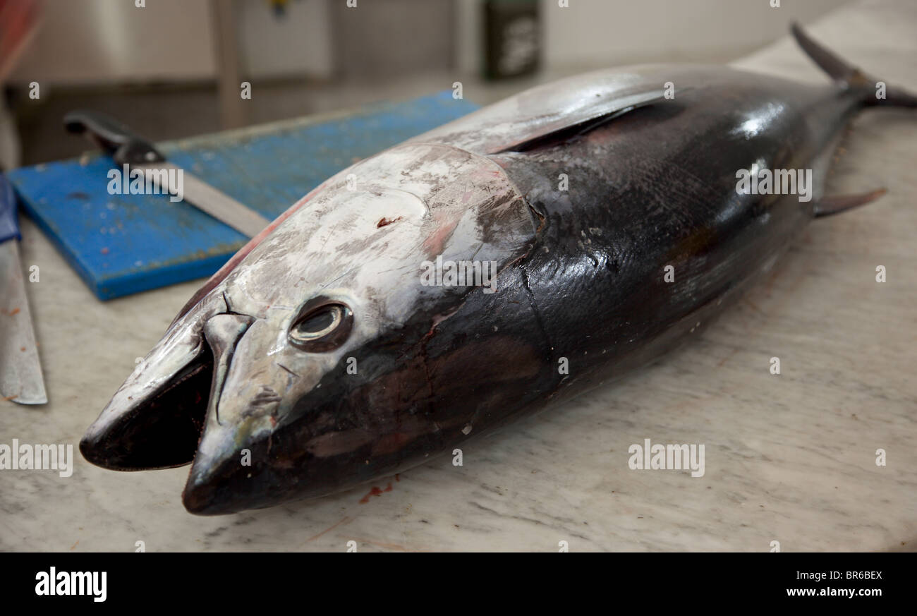 Un intero giovani tonni sul contatore in un magazzino frigorifero e pesce monger in Malta. Foto Stock