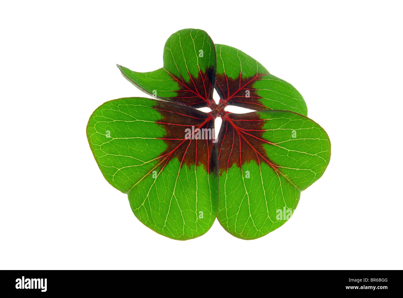 Glücksklee - quattro leafed clover 20 Foto Stock
