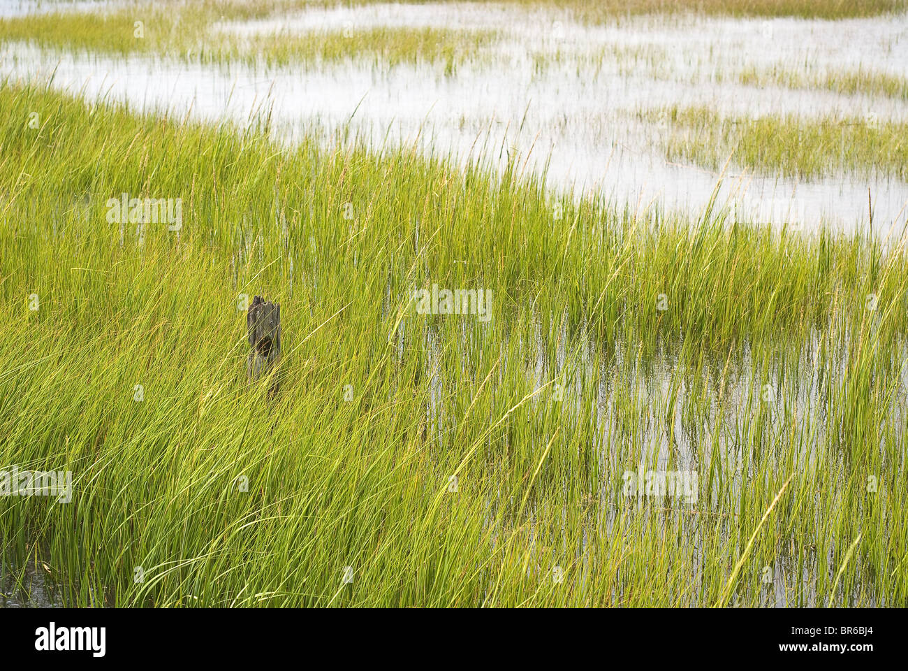 Conservazione delle paludi presso Virginia National Seashore Foto Stock