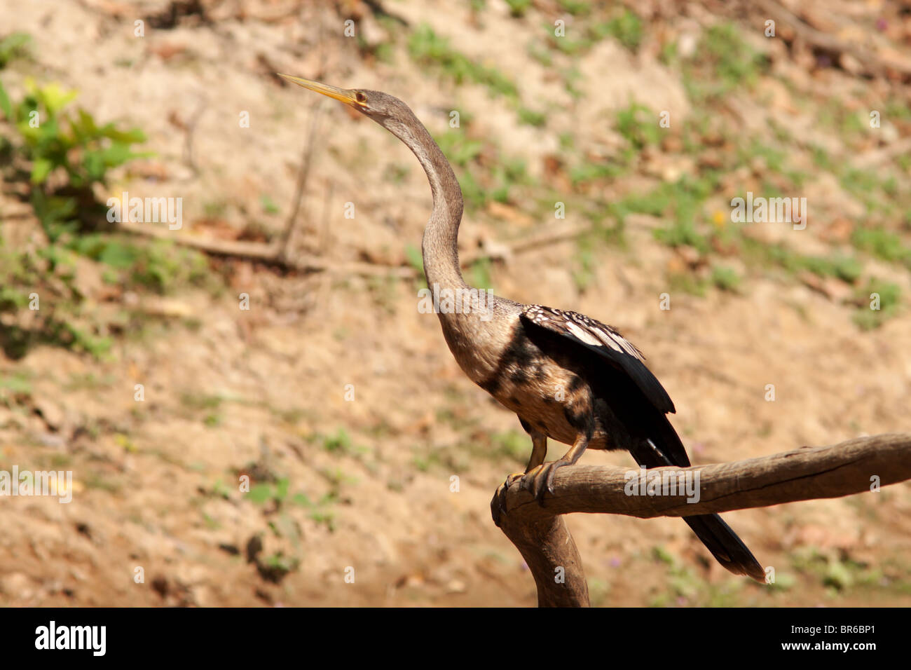 Anhinga Foto Stock