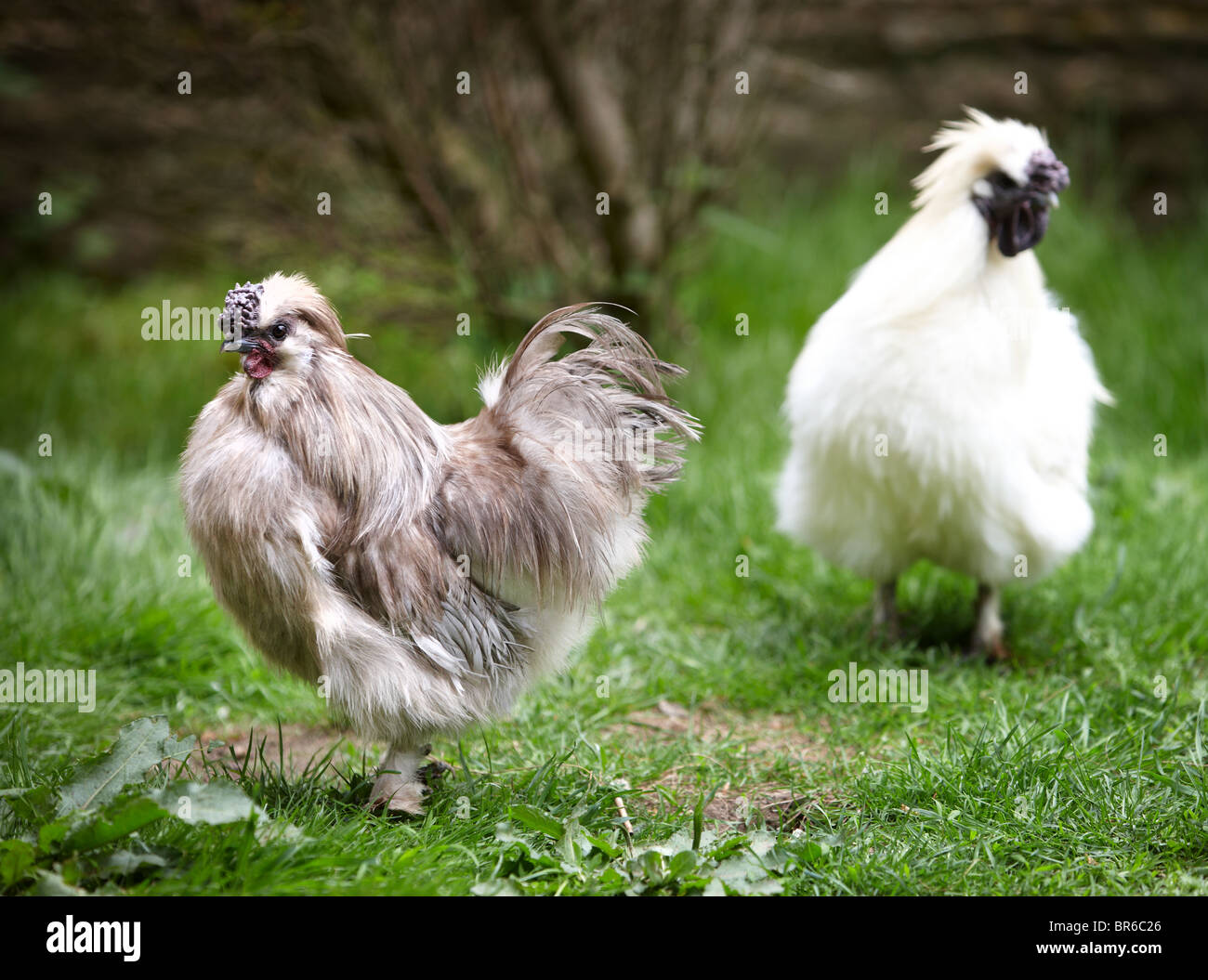 Blue silkie pollo vellutata Foto Stock