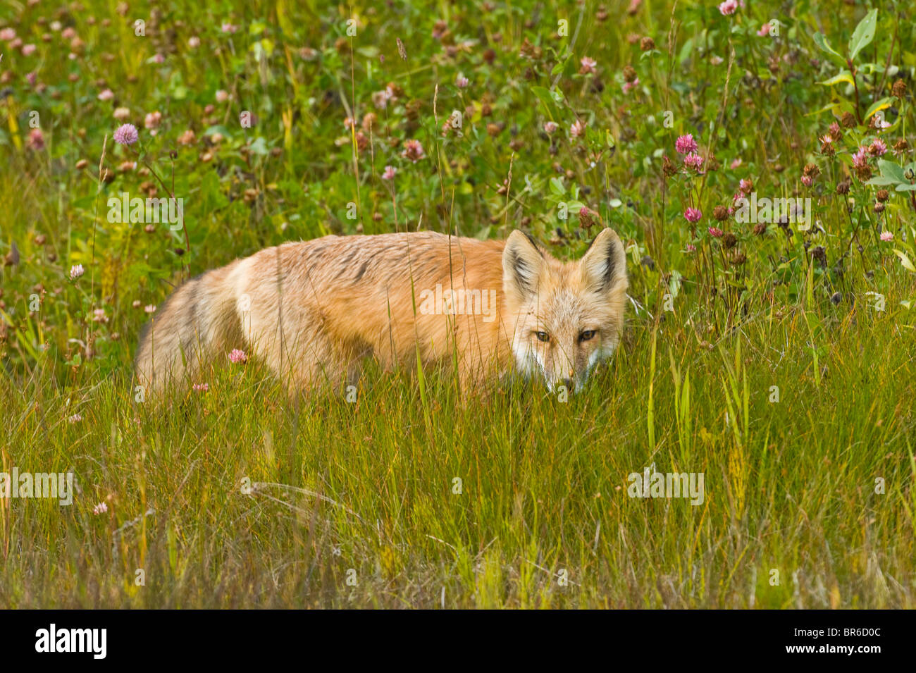 Un giovane volpe rossa in piedi sul bordo di un prato selvatico Foto Stock