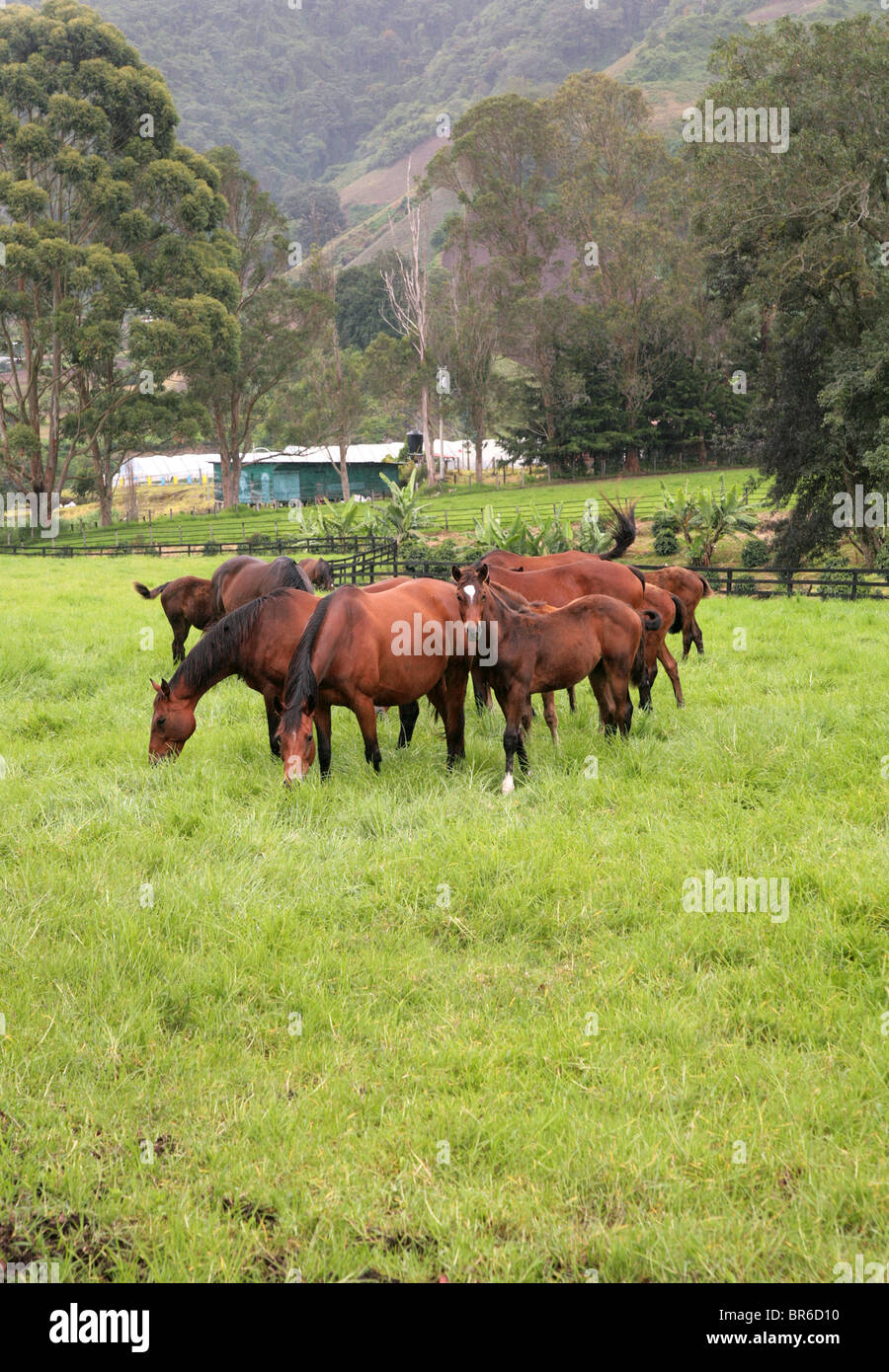 I cavalli purosangue a Cerro Punta, Chiriqui, Panama. Foto Stock