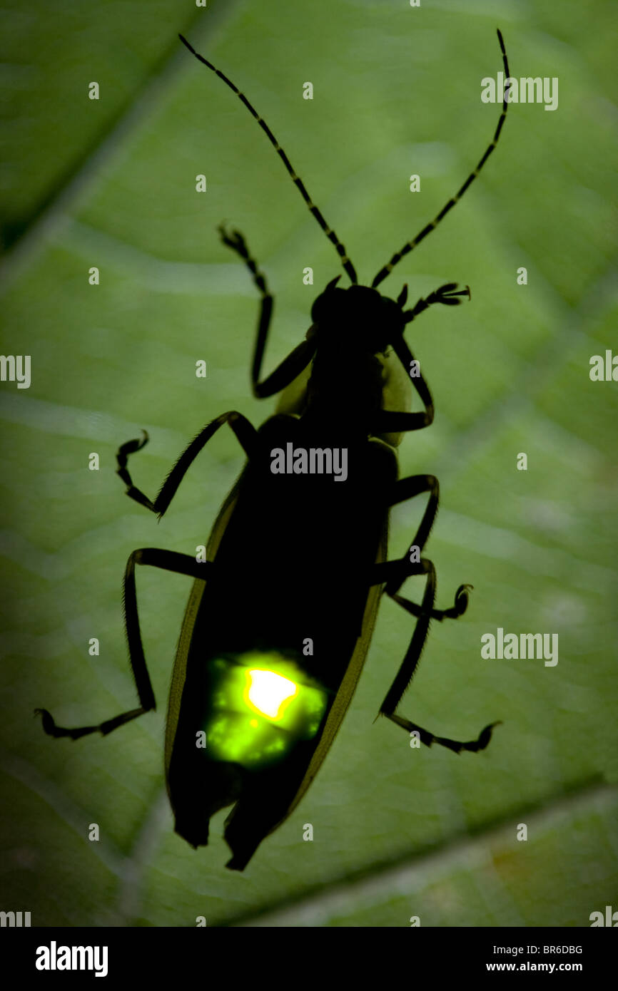 La lucciola lampeggiante a notte - Lightning Bug Foto Stock