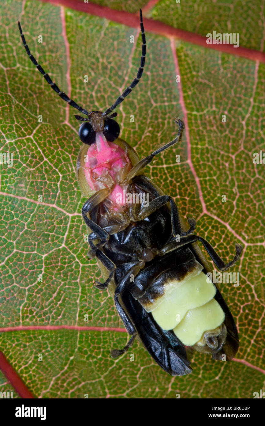 La lucciola - fulmini Bug su foglie Foto Stock