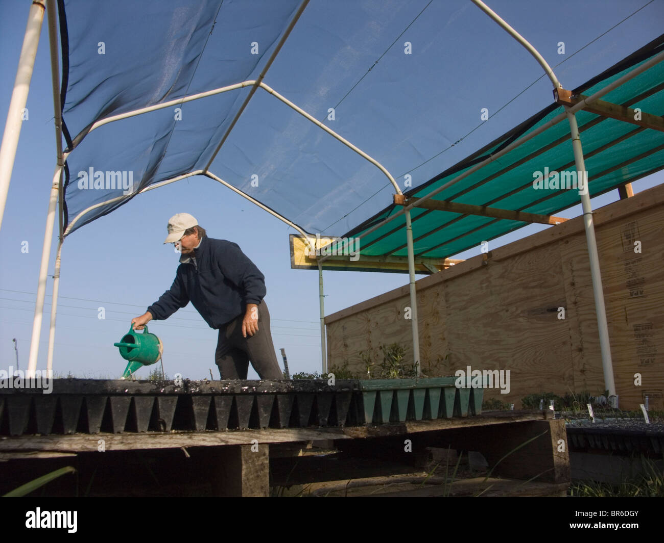 Un agricoltore acque piantine in vaso a Los Osos California. Foto Stock