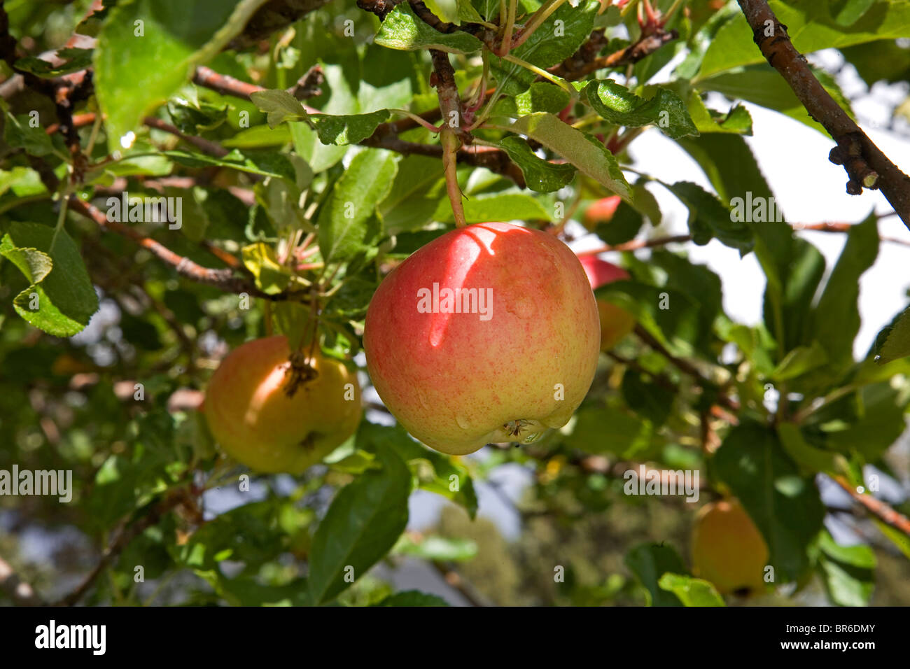 Una mela rossa appeso a un albero in un frutteto di Oregon Foto Stock