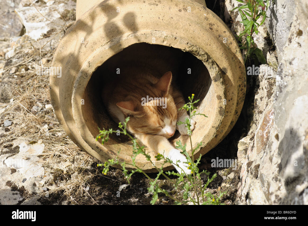 Un gatto di zenzero in un camino in disuso pentola appoggiata sotto il sole Foto Stock