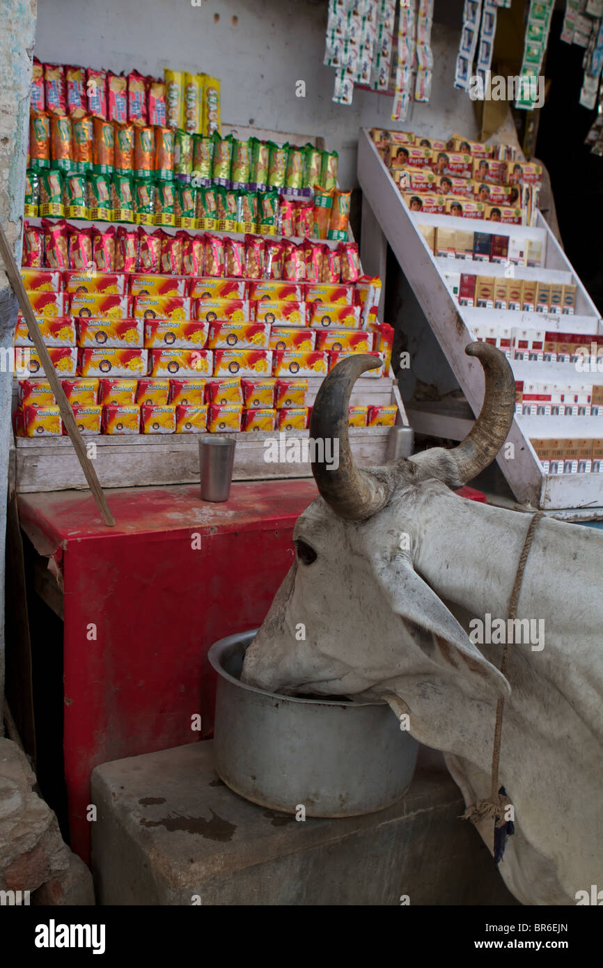 Mucca bere in un negozio street Foto Stock
