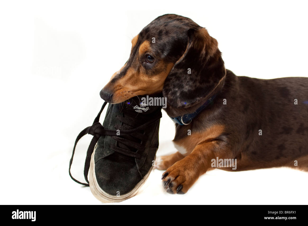 Cane, masticare una scarpa Foto Stock