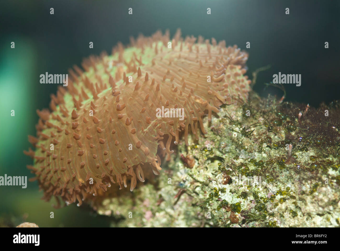 Fungo pelose corallo, Rhodactis indosinensis, invertebrati marini, reef animale; nativo Indo-pacifico Ocean Foto Stock