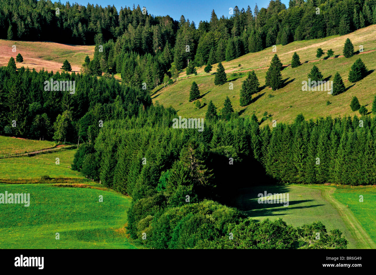 Germania, Foresta Nera: Paesaggio in Alta Valle di Bernau Foto Stock