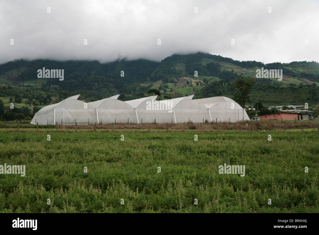 Grandi serre utilizzate in agricoltura in Cerro Punta, Chiriqui, Panama. Foto Stock