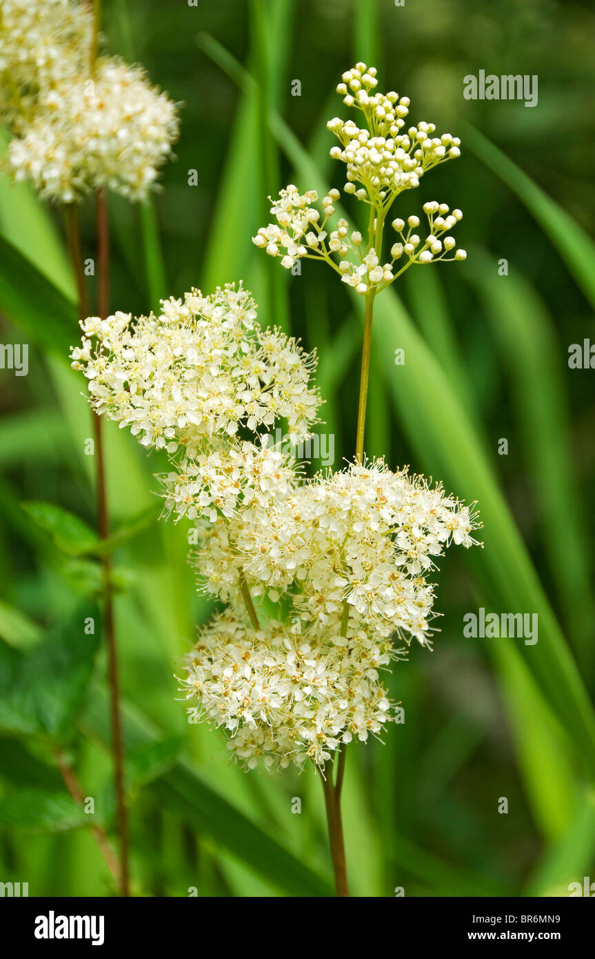 Primo piano di fiori di MeadowSweet fioritura in estate (filipendula ulmaria) Inghilterra Regno Unito GB Gran Bretagna Foto Stock