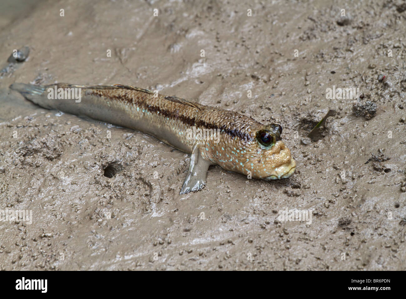 Fango Pesce Immagini e Fotos Stock - Alamy