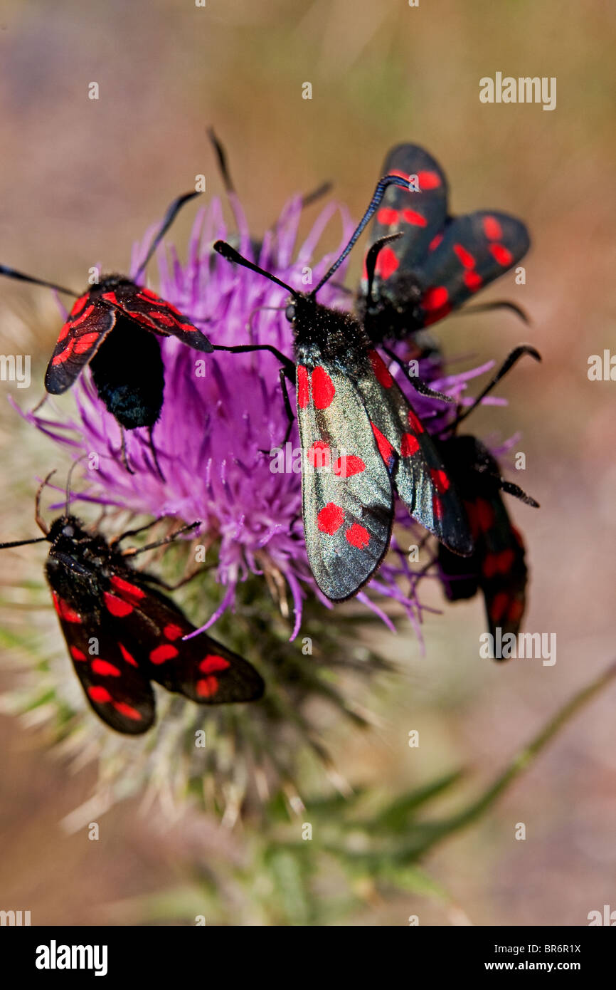 Gruppo di sei Spotted Burnets (Zygaena filipendulae) estraendo il polline di un thistle nella campagna inglese. Foto Stock