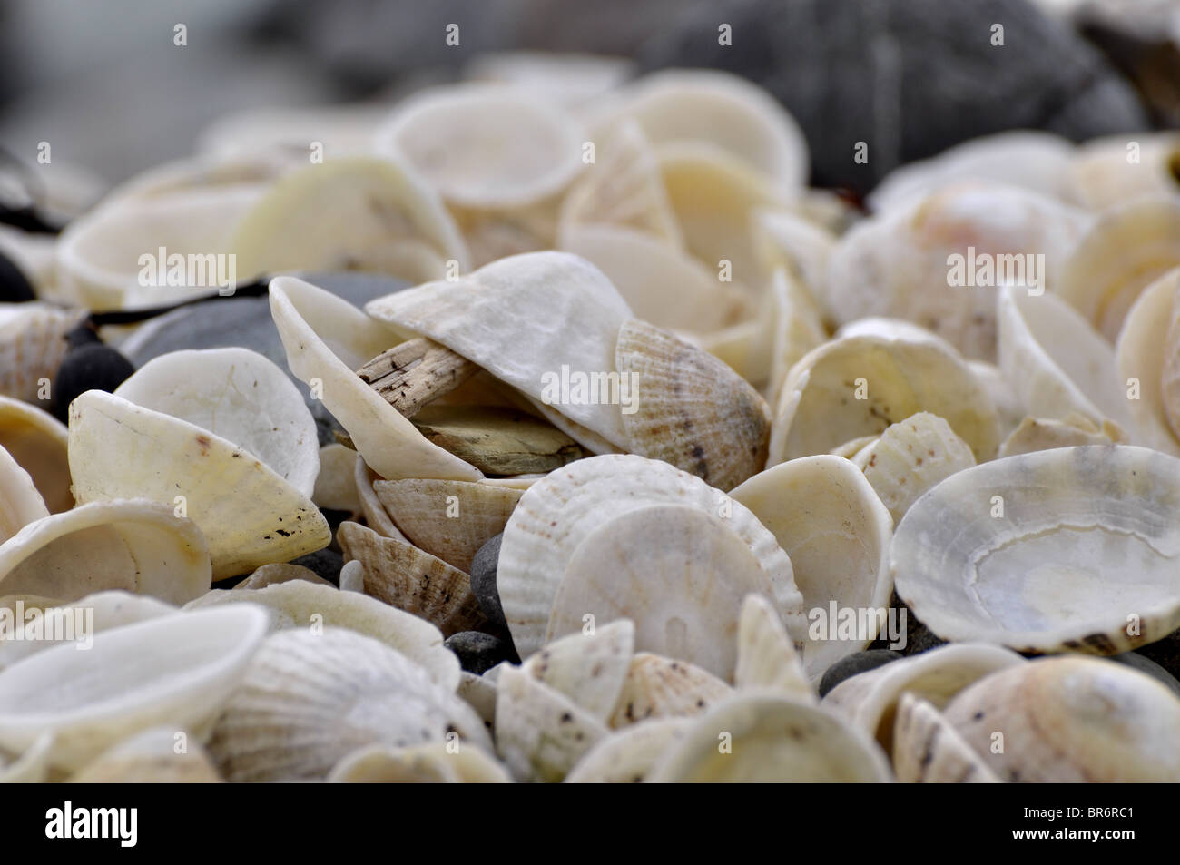 Limpet comune gusci Foto Stock