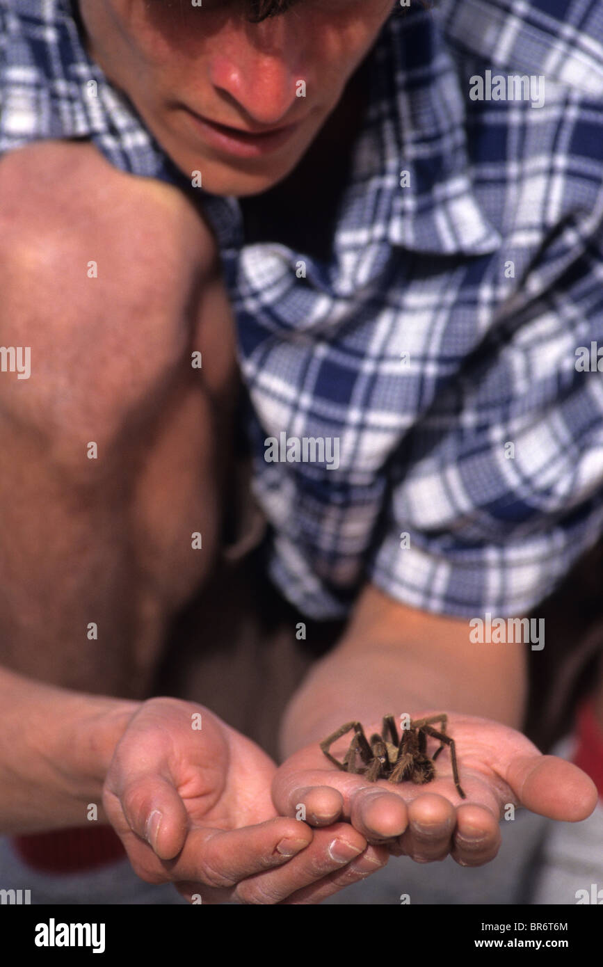 Uomo con tarantola. California USA Foto Stock