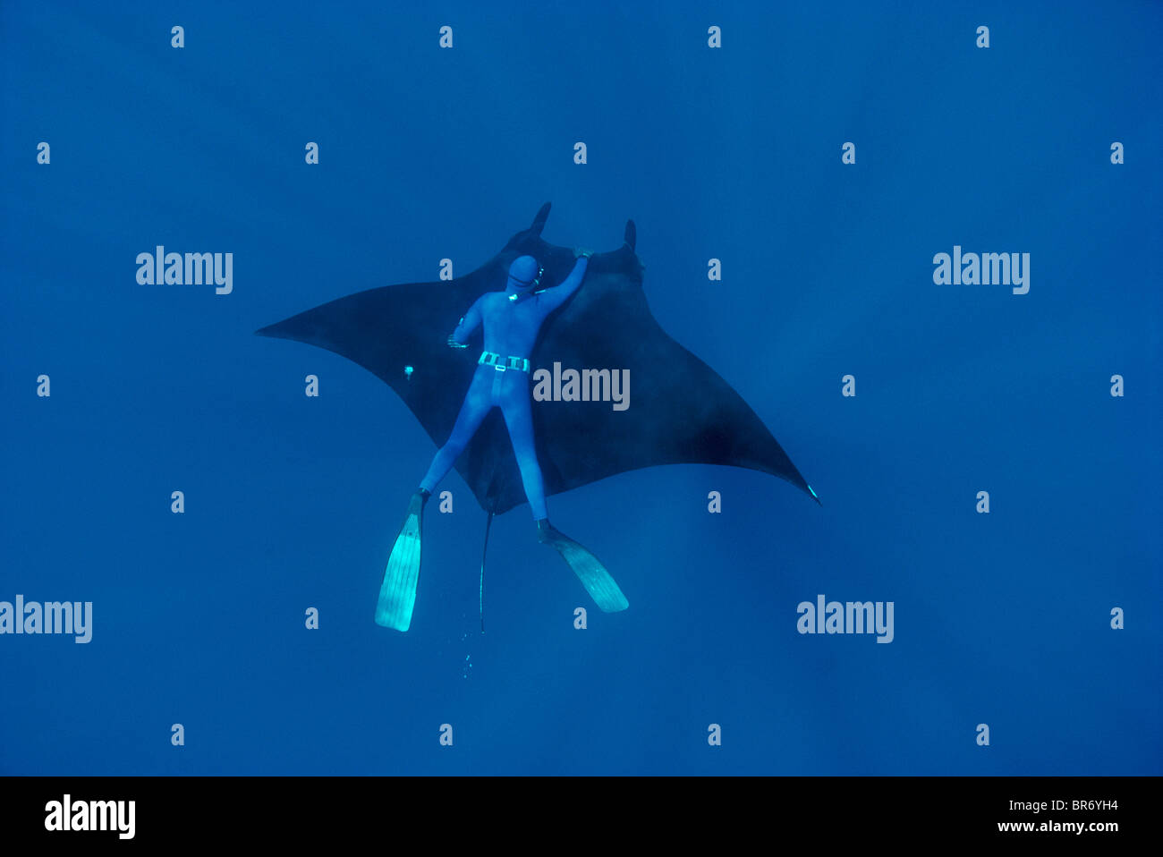Nuoto subacqueo con Manta ray {Manta birostris} Pacific, Messico Foto Stock