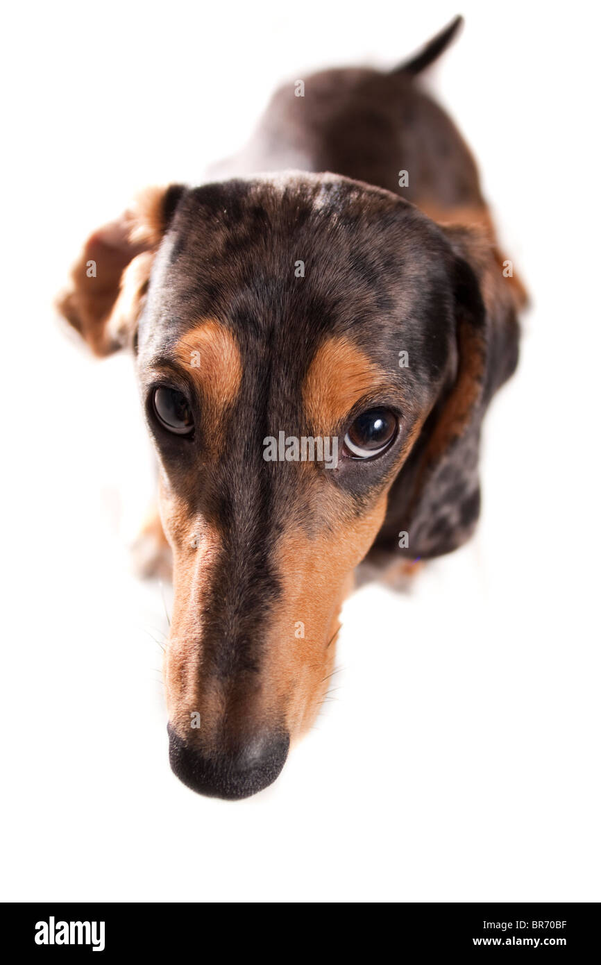 Occhi di cane cucciolo Foto Stock
