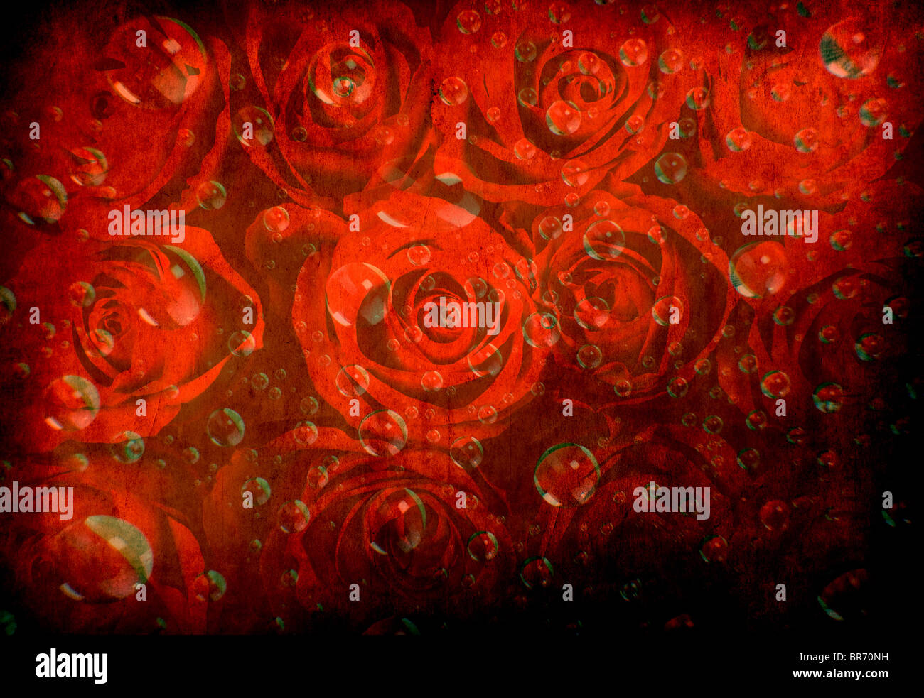 Non ci sono bolle sulle rose Foto Stock