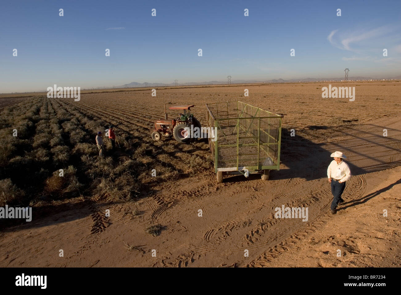 I lavoratori della Yulex Corporation raccolgono arbusti di guayule di 2 anni che verranno trasformati in gomma di lattice Foto Stock