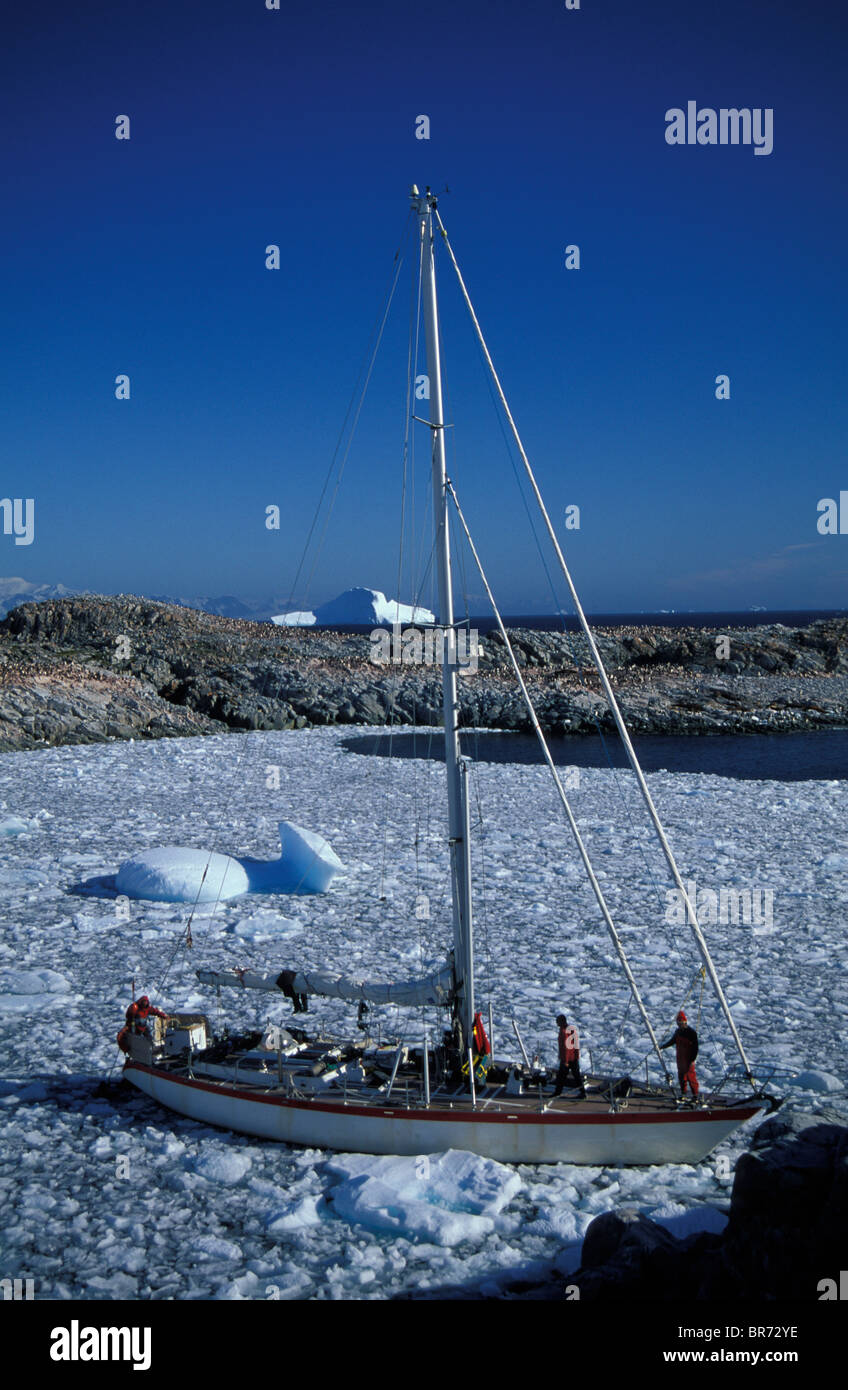 Kotick circondato da ghiaccio a isola da sogno, Penisola Antartica Foto Stock