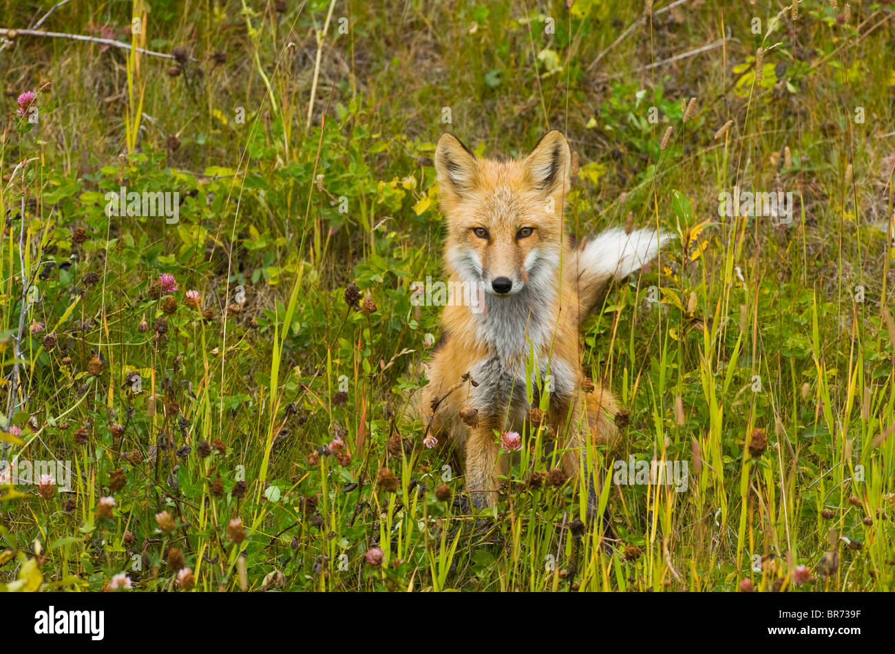 Un giovane volpe rossa seduta nell'erba alta guardando in avanti. Foto Stock